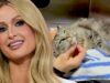 Paris Hilton ajuda a reunir vítimas de incêndios florestais em Los Angeles com seus gatos